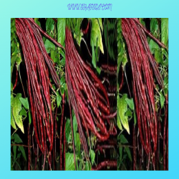 SBJEI-FRESH RED YARD LONG BEAN